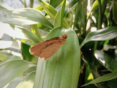 Erionota thrax