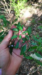 Prostanthera