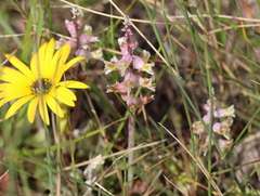 Lachenalia variegata