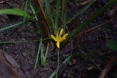 Curculigo trichocarpa