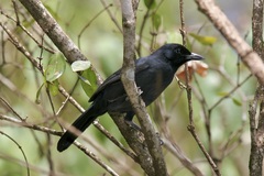 Laniarius funebris
