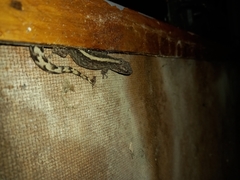 Afrogecko porphyreus