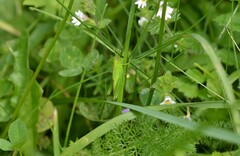 Mecostethus parapleurus