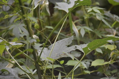 Clerodendrum paniculatum