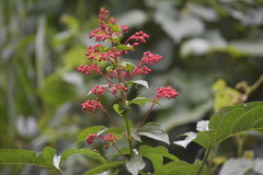 Clerodendrum paniculatum