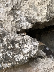 Concinnia brachysoma