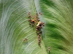 Dolichoderus thoracicus