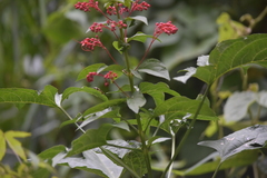 Clerodendrum paniculatum