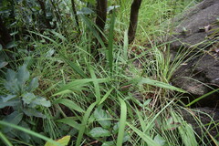 Curculigo trichocarpa