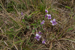 Viola mandshurica