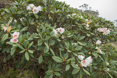 Rhododendron pseudochrysanthum