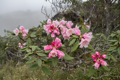 Rhododendron pseudochrysanthum