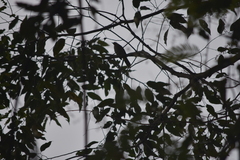 Pycnonotus finlaysoni eous
