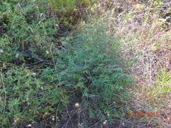 Onobrychis ebenoides