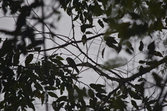 Pycnonotus finlaysoni eous
