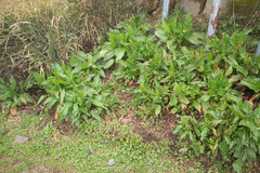 Rumex japonicus