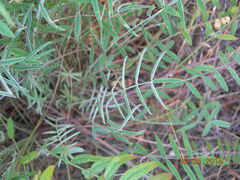 Onobrychis ebenoides