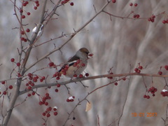 Coccothraustes coccothraustes
