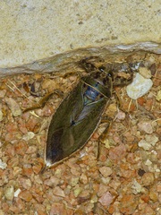 Lethocerus medius
