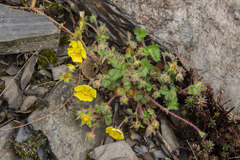 Potentilla matsumurae