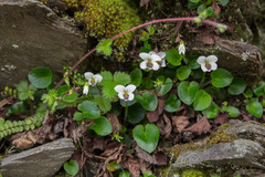 Viola adenothrix