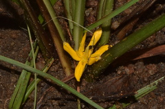 Curculigo trichocarpa