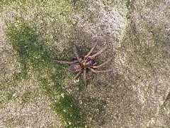 Araneae