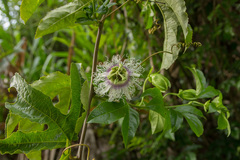 Passiflora edulis