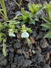 Justicia anagalloides