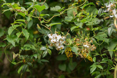 Rosa transmorrisonensis