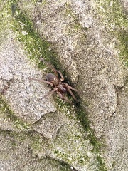 Araneae