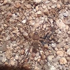 Heteropoda venatoria