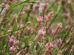 Onobrychis ebenoides