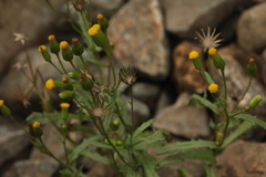 Senecio dubitabilis