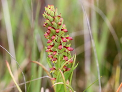 Disa bracteata