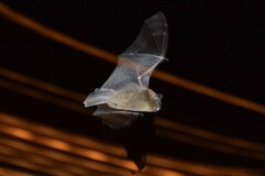 Pipistrellus