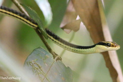 Dendrelaphis pictus