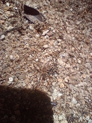 Heteropoda venatoria