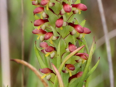 Disa bracteata