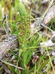 Disa bracteata