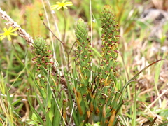 Disa bracteata