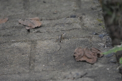 Sphenomorphus maculatus