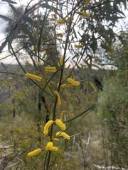 Acacia caroleae