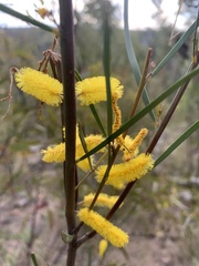 Acacia caroleae