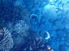 Chaetodon reticulatus