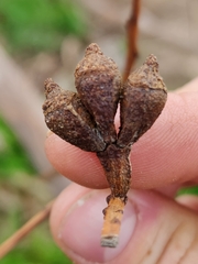 Eucalyptus globulus bicostata