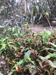 Persicaria decipiens