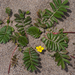 Pacific Silverweed - Photo (c) Eric in SF, some rights reserved (CC BY-NC-ND), uploaded by Eric in SF