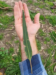Eucalyptus globulus bicostata
