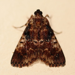 Orthaga thyrisalis